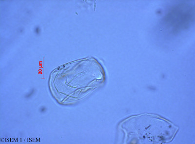 Juncus arcticus - lame n° 28084